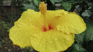 Hibiskus