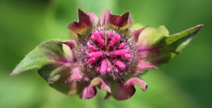 Blüte