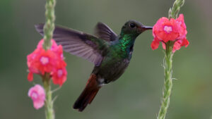 Kolibri