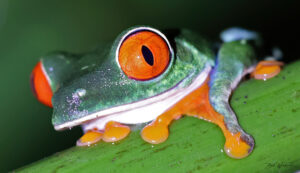 Rotaugenfrosch Costa-Rica